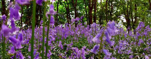 Bluebell flowers in forest