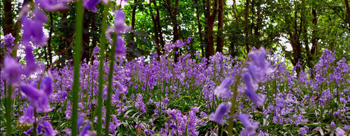 Fiori di Bluebell in foresta