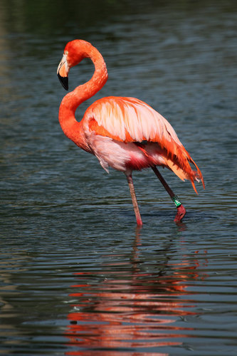 Güzel kırmızı flamingo