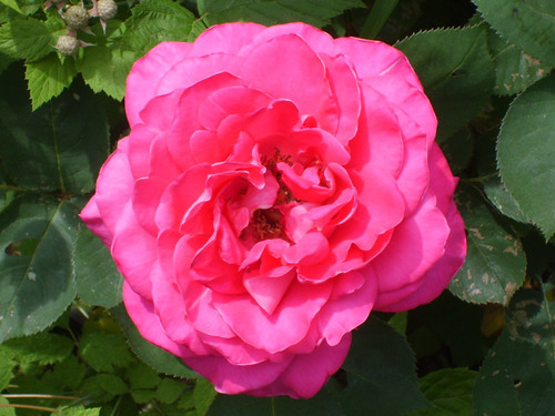Rosa ros