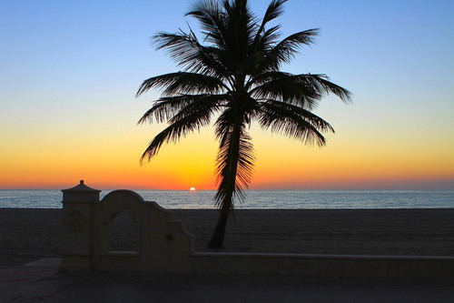 Palmboom in de zonsondergang