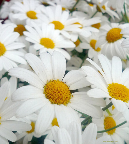 Close-up de margaridas brancas