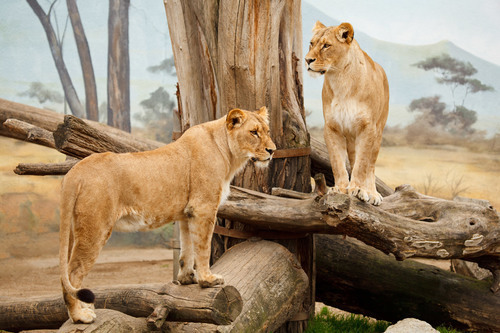 Un gros lions d’Afrique