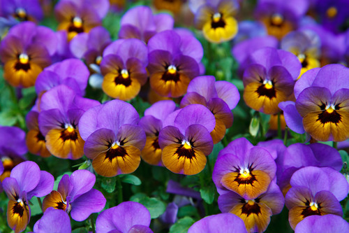 Blooming pansy flowers