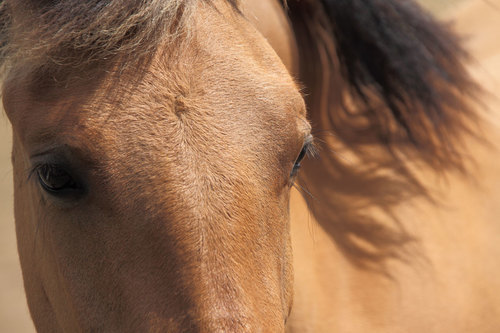 Olhos de cavalo castanho