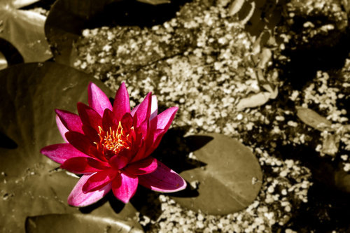 Water lily on the ground