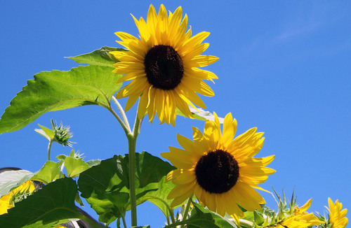 Twee zonnebloemen in het veld
