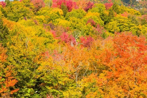 Árboles del bosque colorido