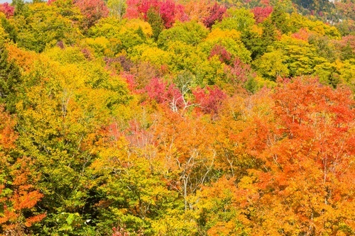 Colorful forest trees