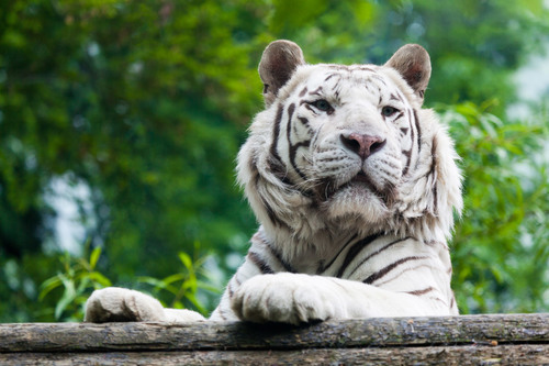 Tigre bianca nel giardino zoologico
