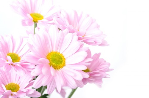 Pink flowers isolated