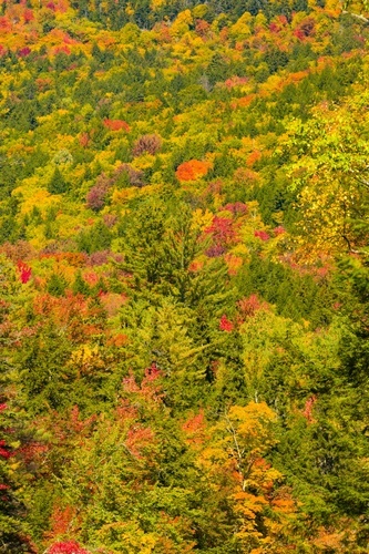 Färgglad höst i New Hampshire