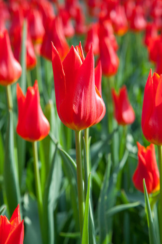 Pole tulipánů