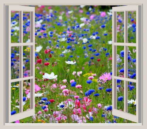 Flores com moldura da janela