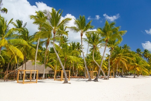 Palmiye ağaçlarının tropikal plaj