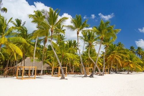 Palmiers sur la plage tropicale