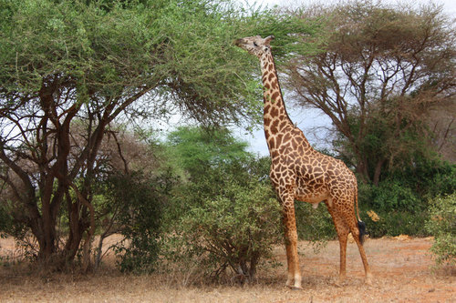 Giraffe in woodland