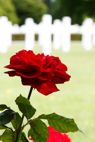 Red rose with crosses in background