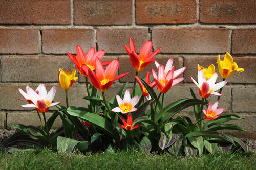 Tarda tulipani nel giardino