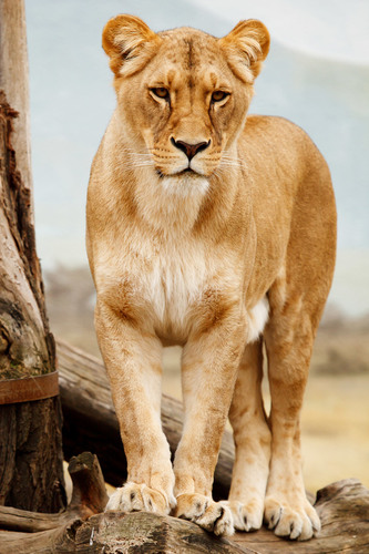 Retrato de leoa