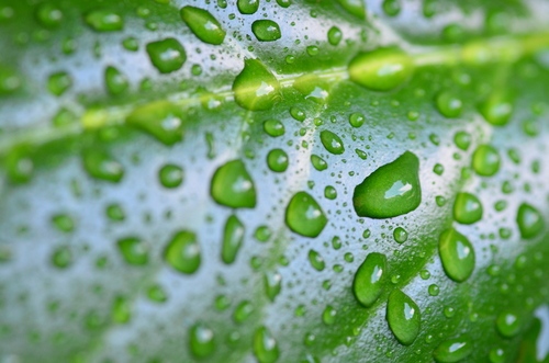 Drops on a green leaf