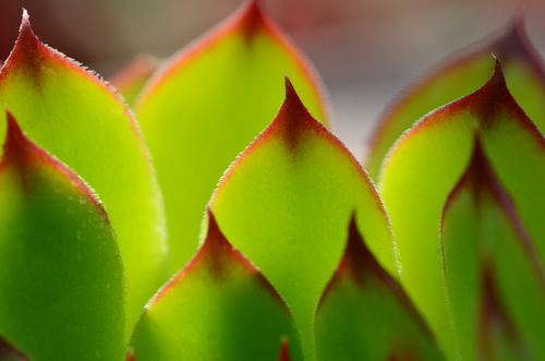 Green houseleek leaves