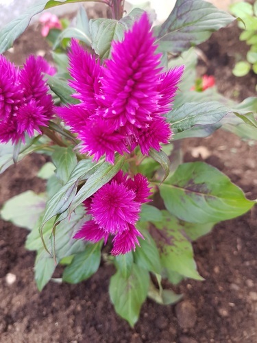 Пурпурна квітка в саду