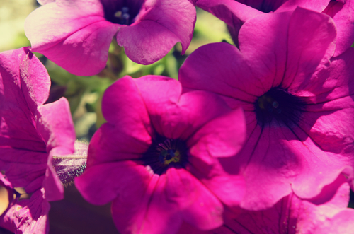 Imagens de close-up de flores roxas