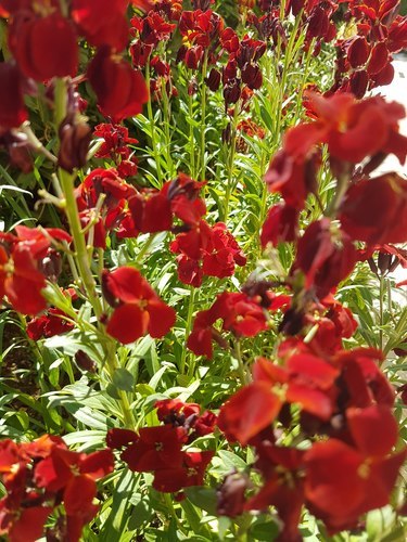 Красный цветок в саду