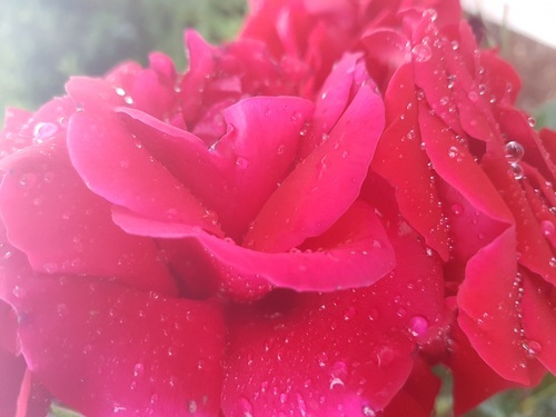 Imagem de close-up de uma rosa