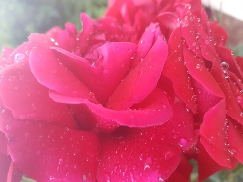 Immagine del primo piano di una rosa