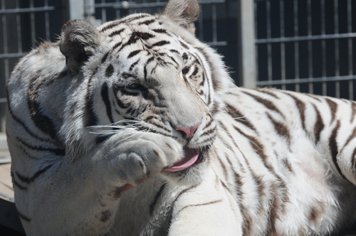 Tigre reale bianco