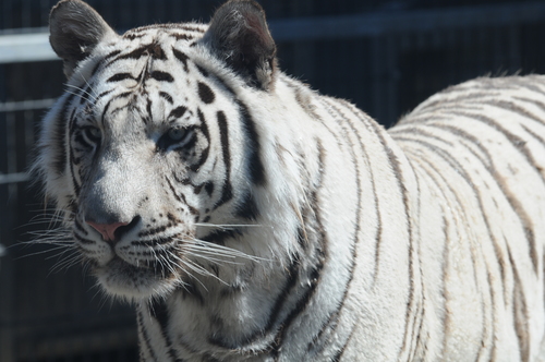 Immagine reale di tigre bianca