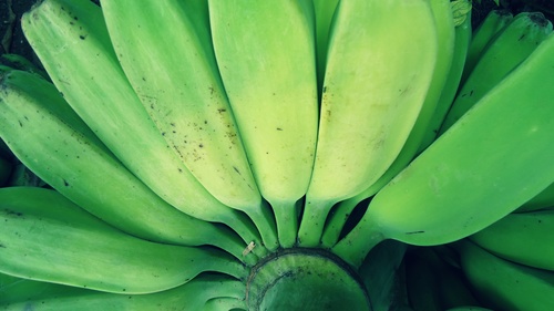 Bananer