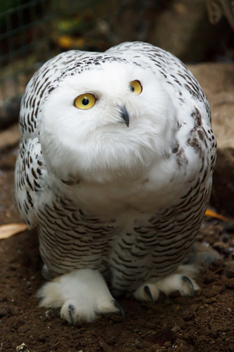 Big Snowy Owl