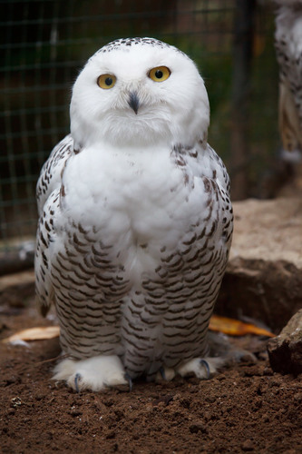 Snowy Owl