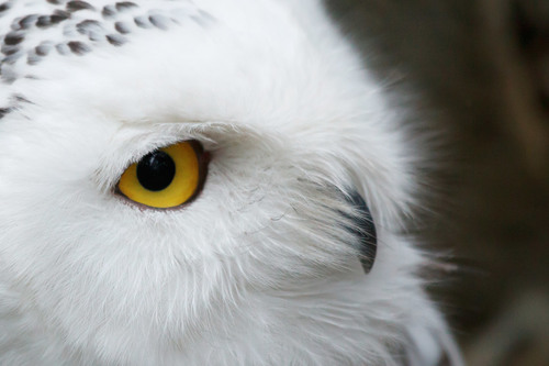 Eye of the owl