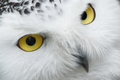 Eyes of the Snowy Owl