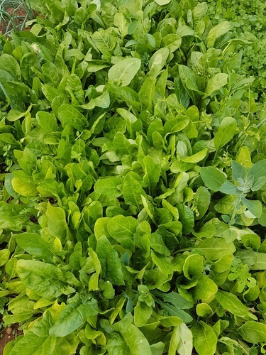 Spinach in the garden