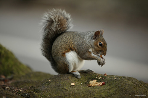 Esquilo comendo porca