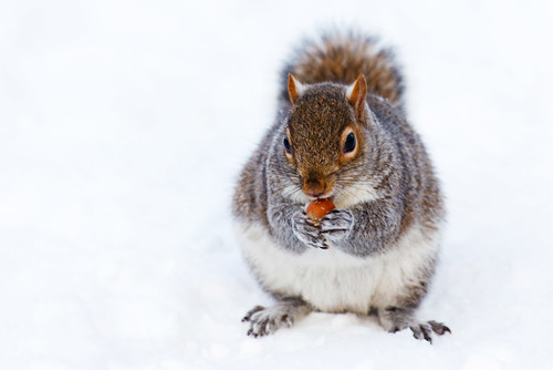 Ardilla en la nieve