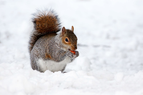 Squirrel in winter landscape