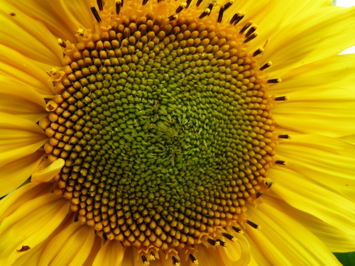 Image gros plan tournesol