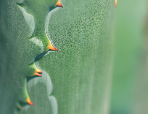 Cactus thorns