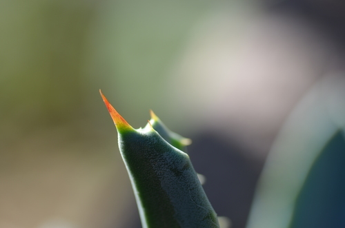 Thorn on a flower