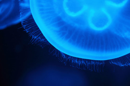 Синяя медуза