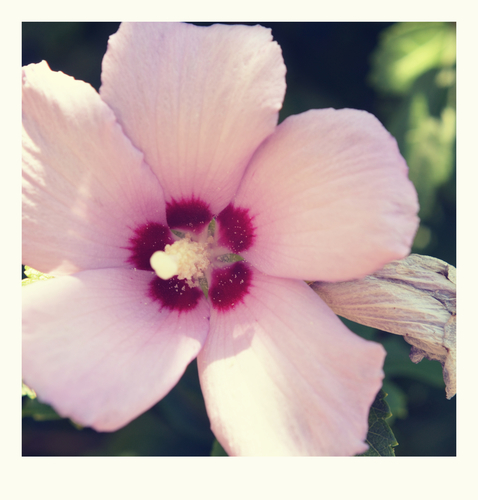 Flower in a white frame