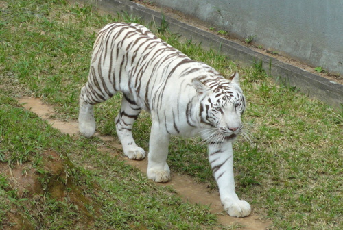 Vit tiger