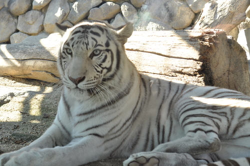 Imagen de tigre blanco