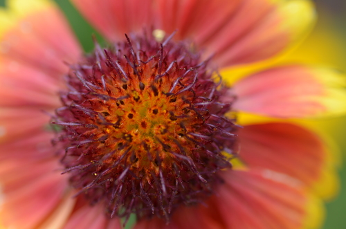 Wild flower close up